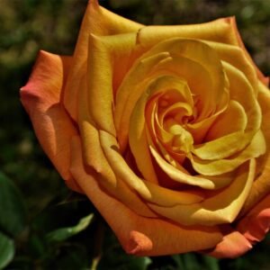 flower, rose, botany-8032323.jpg