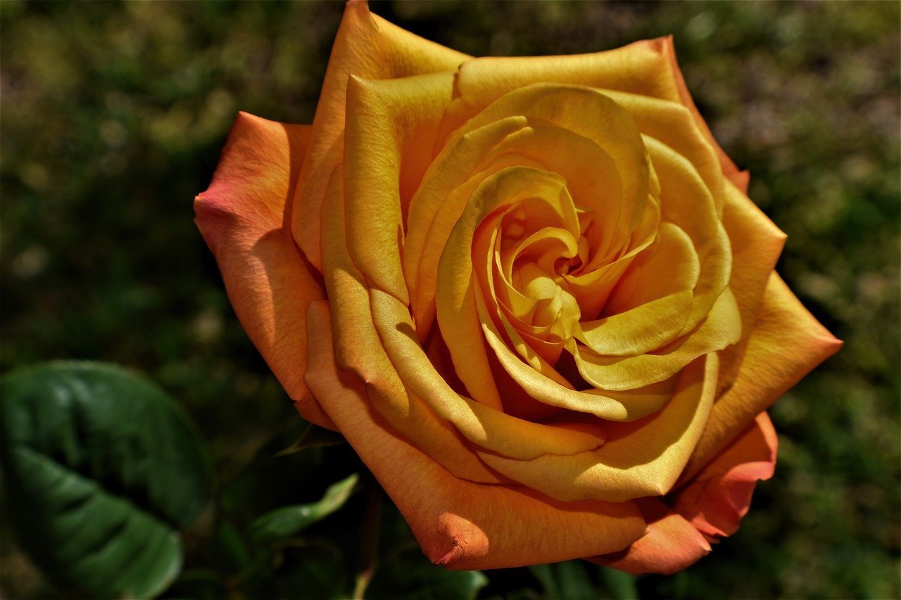 flower-rose-botany-8032323 flower, rose, botany-8032323.jpg